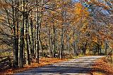 Autumn Back Road_29870